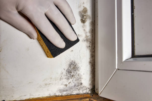 Best Commercial Mold Inspection  in North Vernon, IN